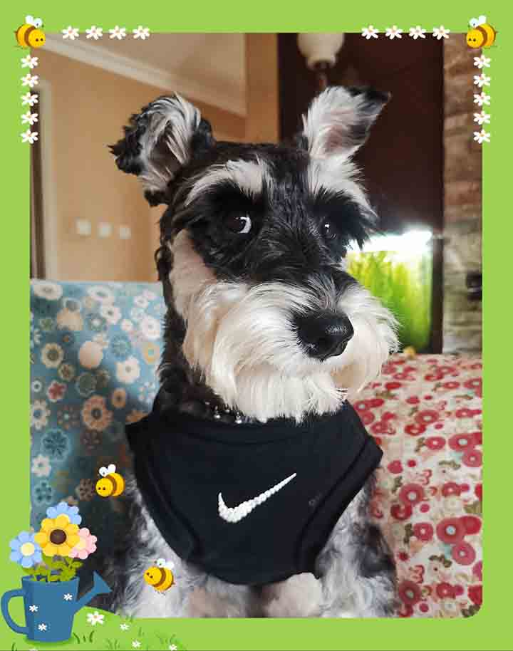 NIKE 犬服 デイジー