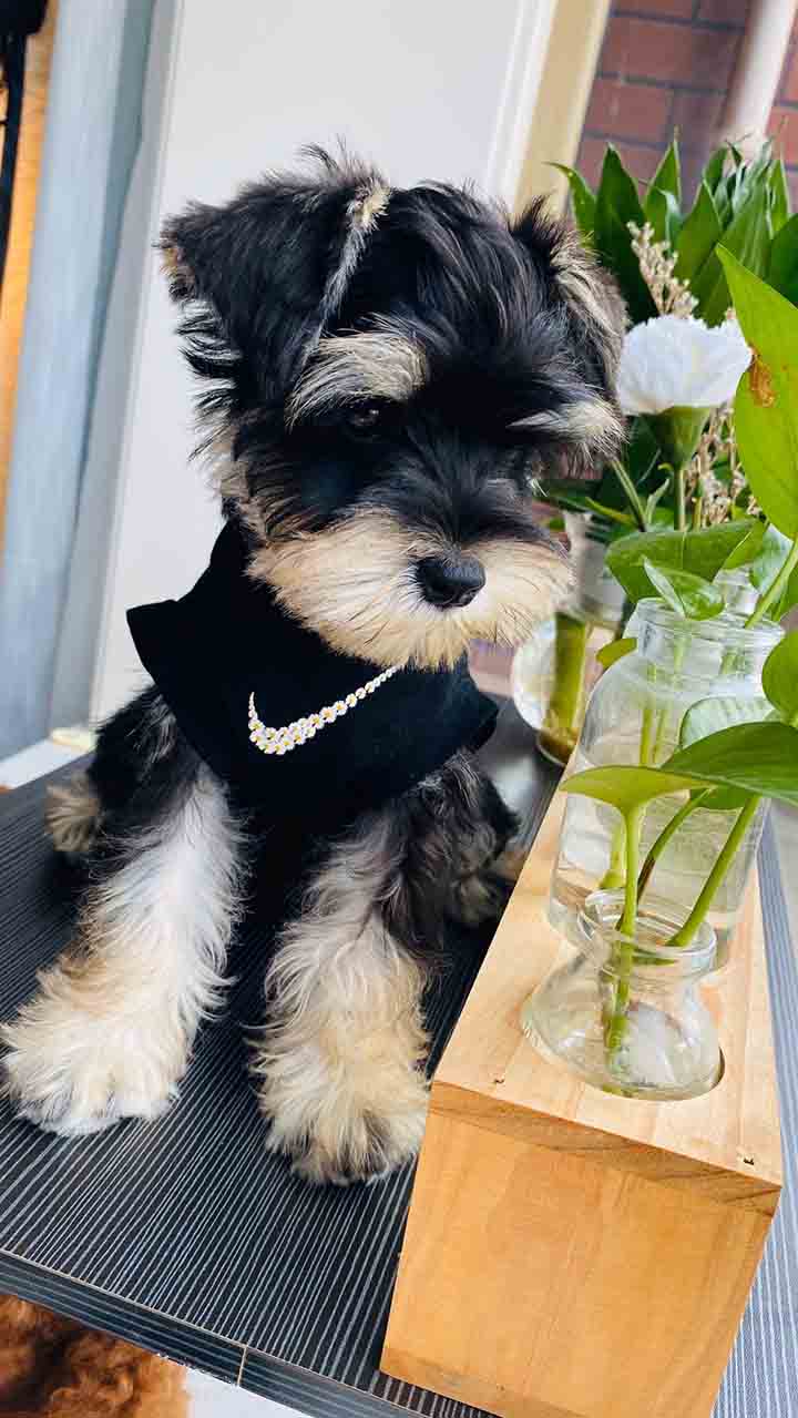 NIKE 犬服 チョッキ
