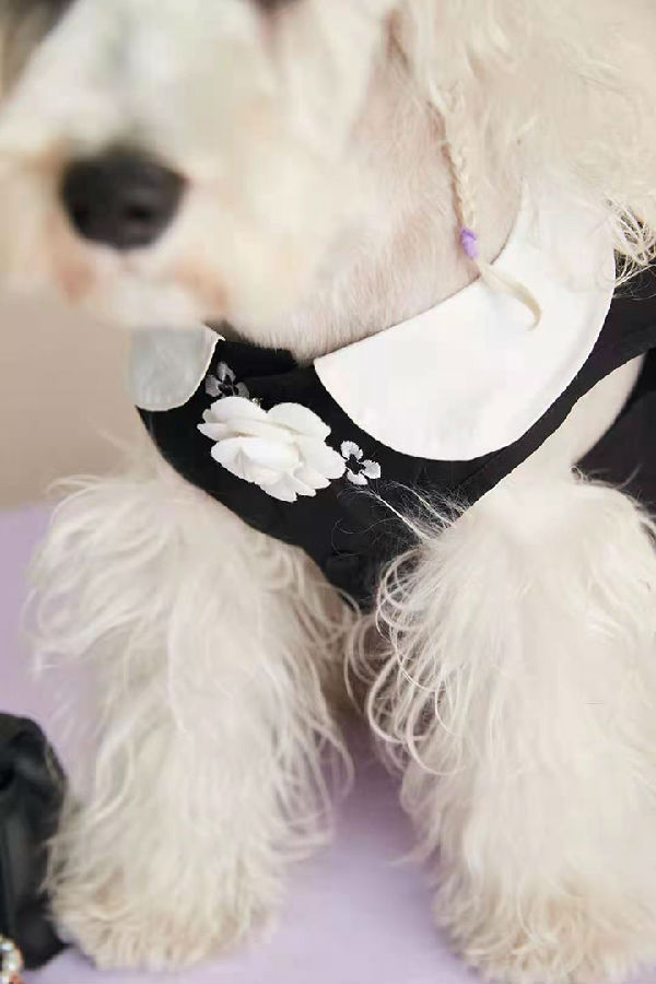 Chanel 犬服