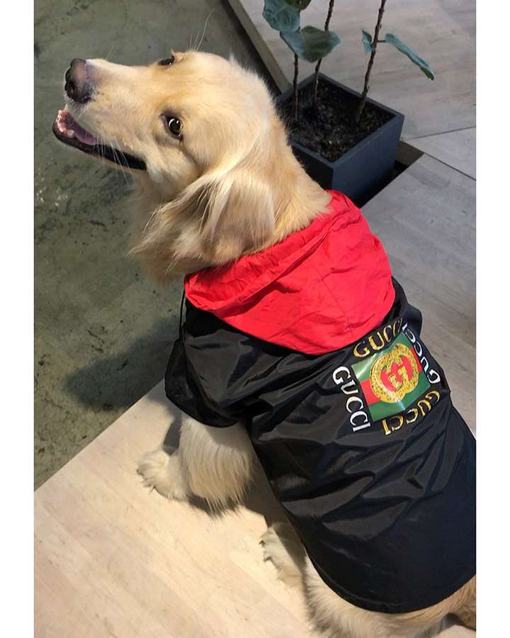 GUCCI 飼い主様用 ペット用服