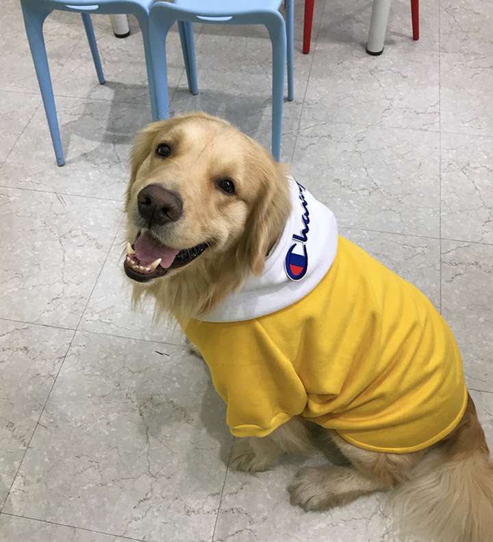 チャンピオン 親子服 犬