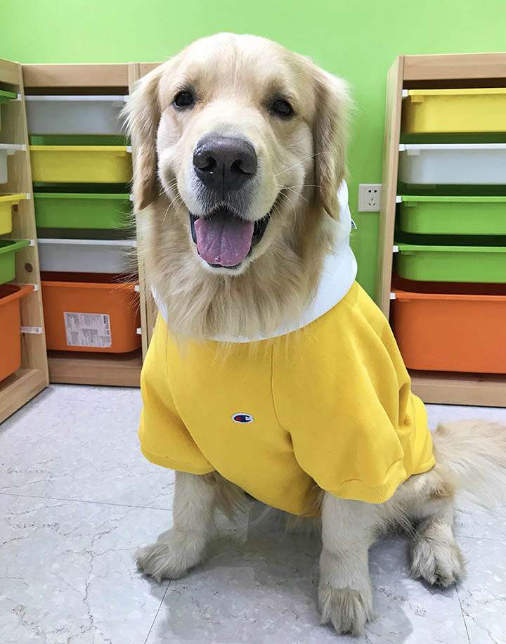 チャンピオン パーカー 飼い主と犬