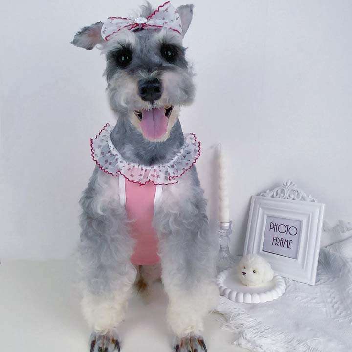 Miumiu 犬用 レースワンピース